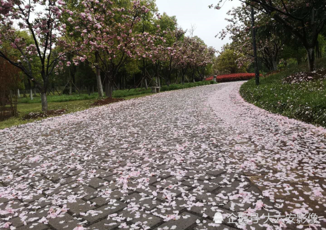 一场春雨花落满地,车身披上了粉红色外装,古诗词中