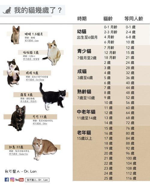 猫咪可以活多久?