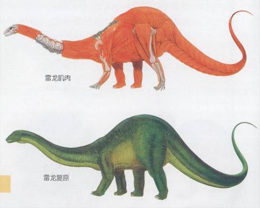 科学家怎么知道恐龙