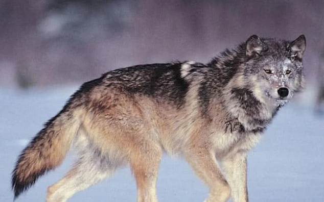 心理学:第一眼你认为哪只狼是狼王?测你何时能够飞黄腾达