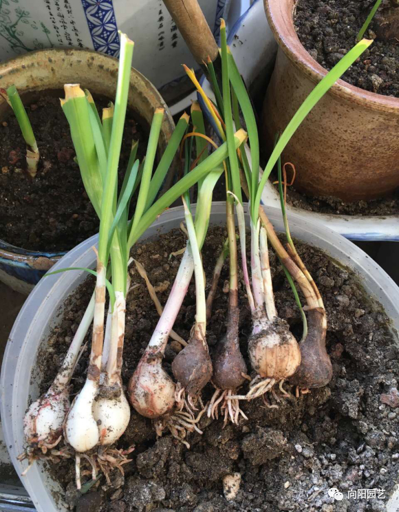 这花长的像韭菜,开花一点不含糊,满足3个要求,红花开不断