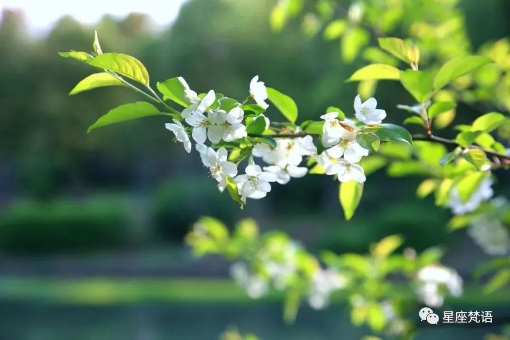 7月26号起 喜事悄悄进门 桃花一飞冲天 7月苦尽甘来 8月迎接美好