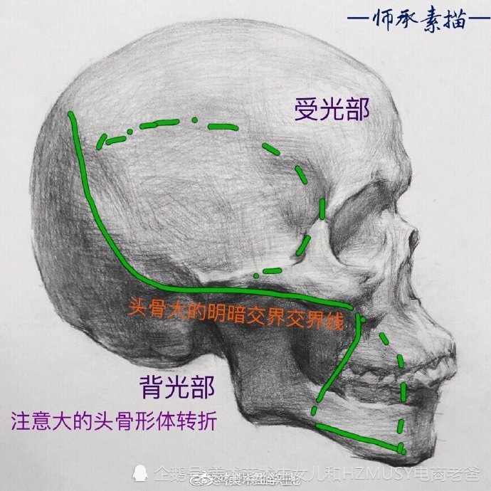 头骨的深入剖析 美术生艺术生头像素描资料