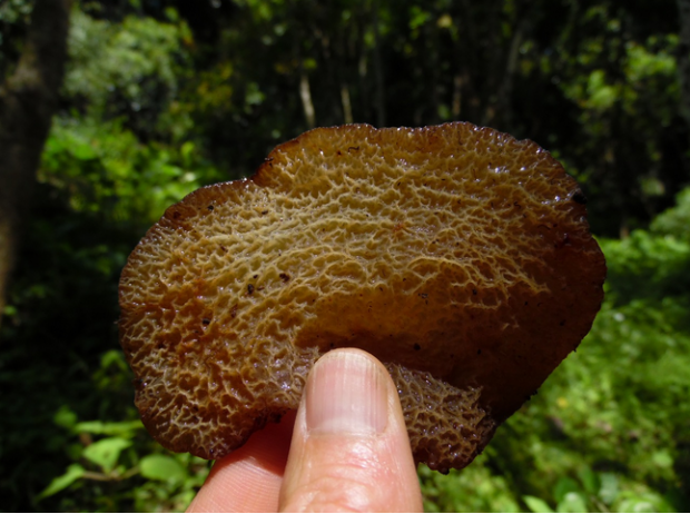 荒野维生野菜系列—皱木耳