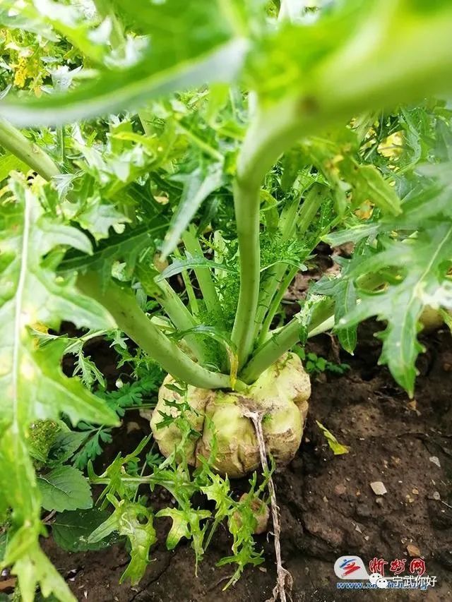 宁武:大深山里的小芥菜