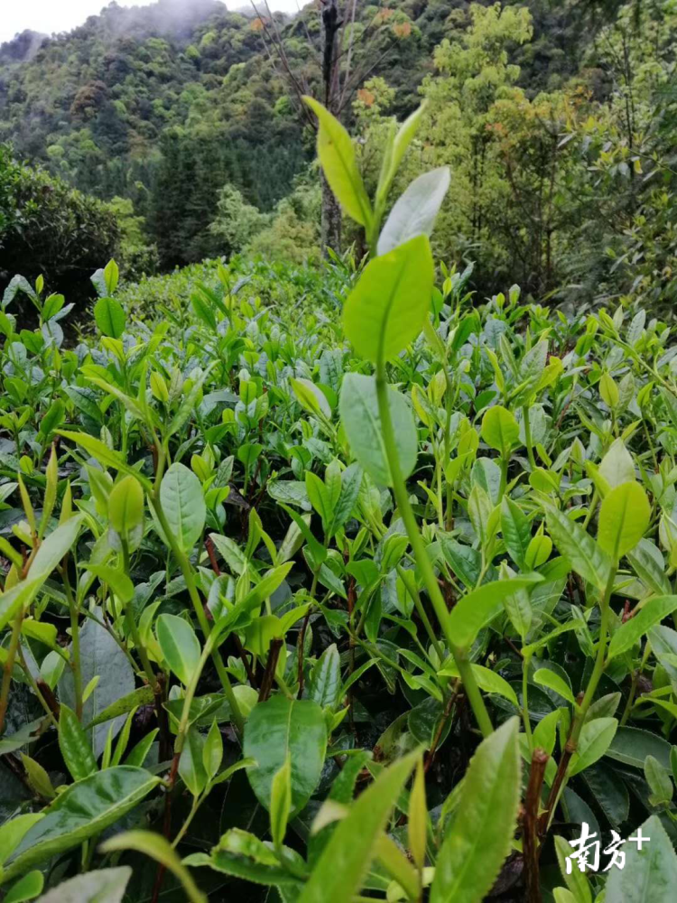 深山峭壁里的"石壁茶"在这个茶园培育成功!