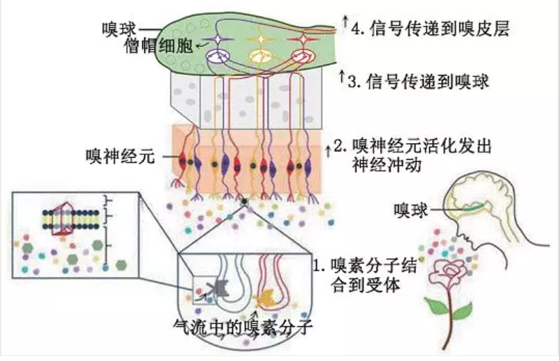 上图为嗅觉传导通路,环境中的气味分子与分布在嗅上皮的气味受体结合