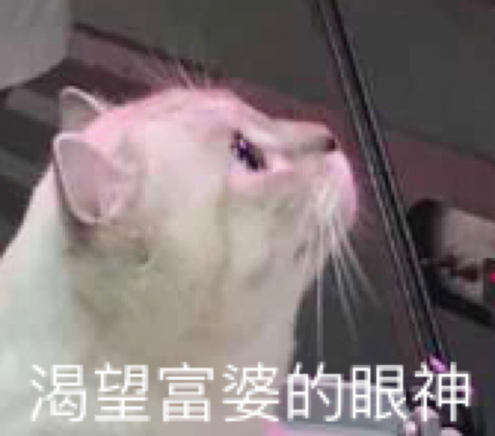 小伙伴们都说,除了人类,其他的生物都是胖的好看(不想兹怂了)!