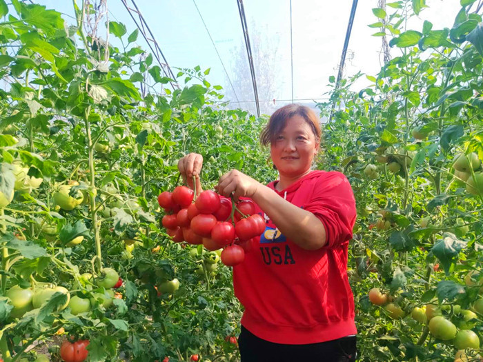 带小孙女去赵县西大诰蔬菜大棚采摘,普罗旺斯能当水果吃的西红柿
