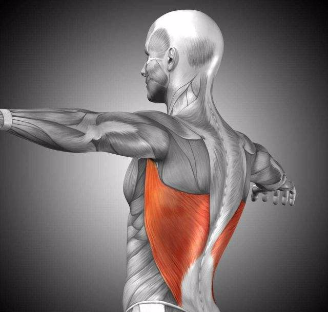 背阔肌是我们背部面积最大的一块肌肉,它的位置是在我们背部两侧,它