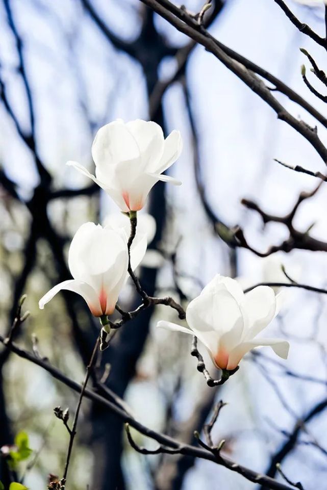 玉 兰 花 玉兰花高洁优雅,微风过处,余香渺渺,玉兰盛开之际有"莹洁