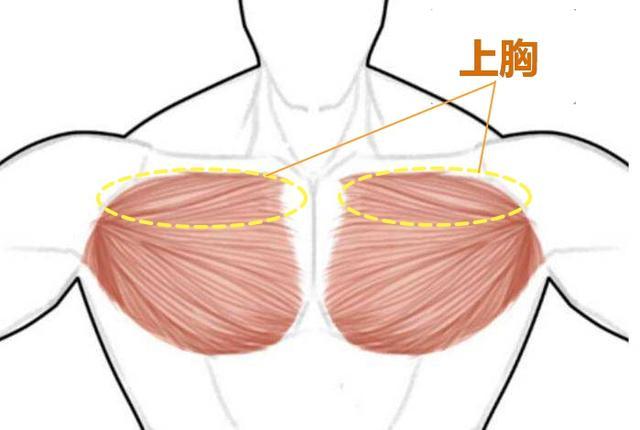 图示上胸的所在位置