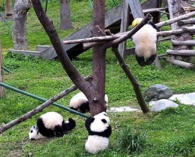 中国大熊猫中心回应幼仔球绳绕颈窒息死亡：从未见过很意外逐一排查隐患