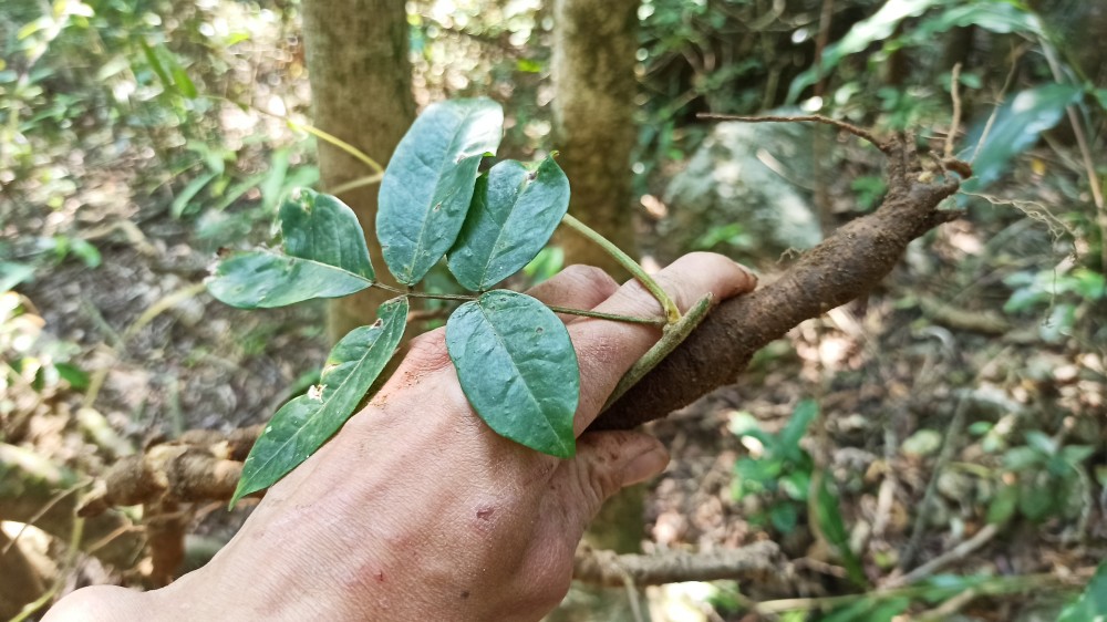 深山发现野生倒吊金钟牛大力