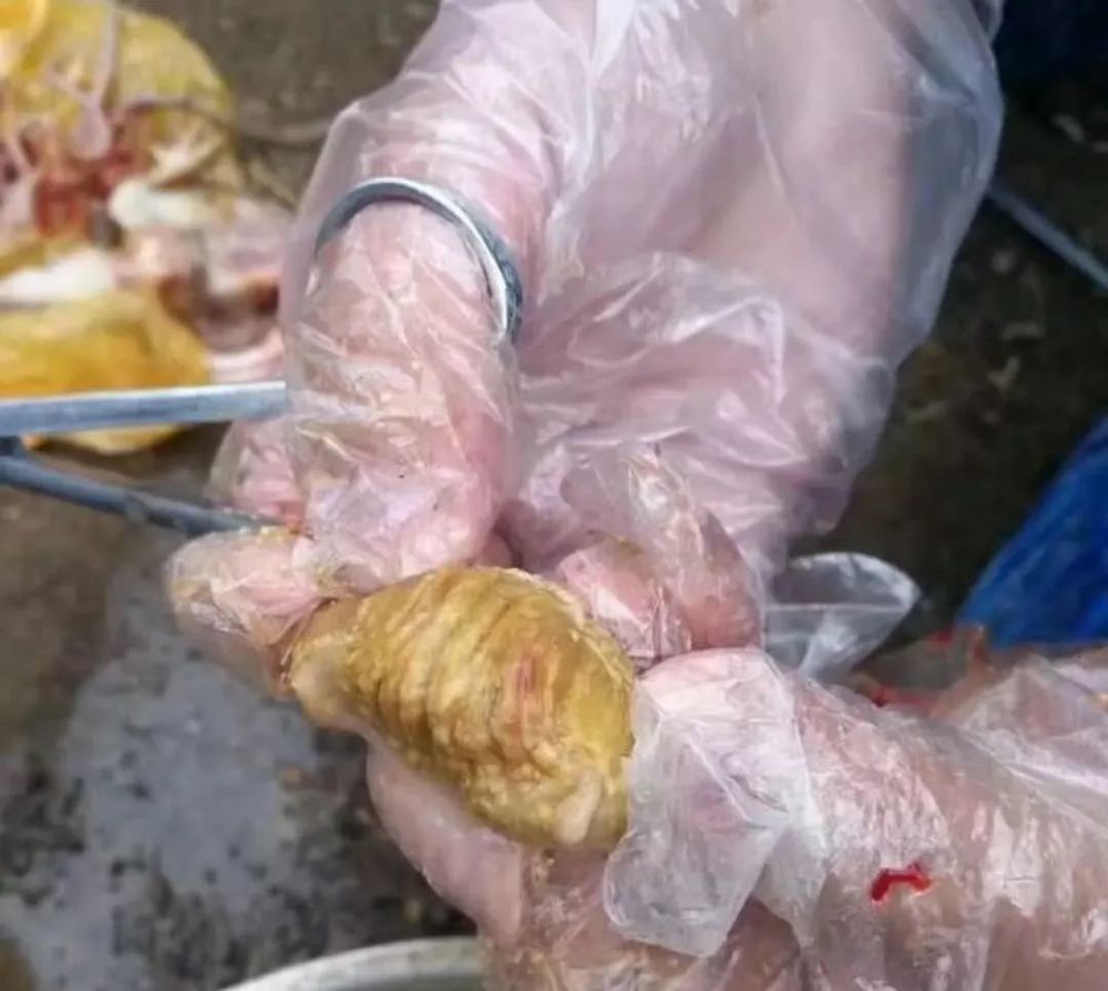 为什么你养的鸡个头很大,但是轻飘飘没有体重,常见原因有四种