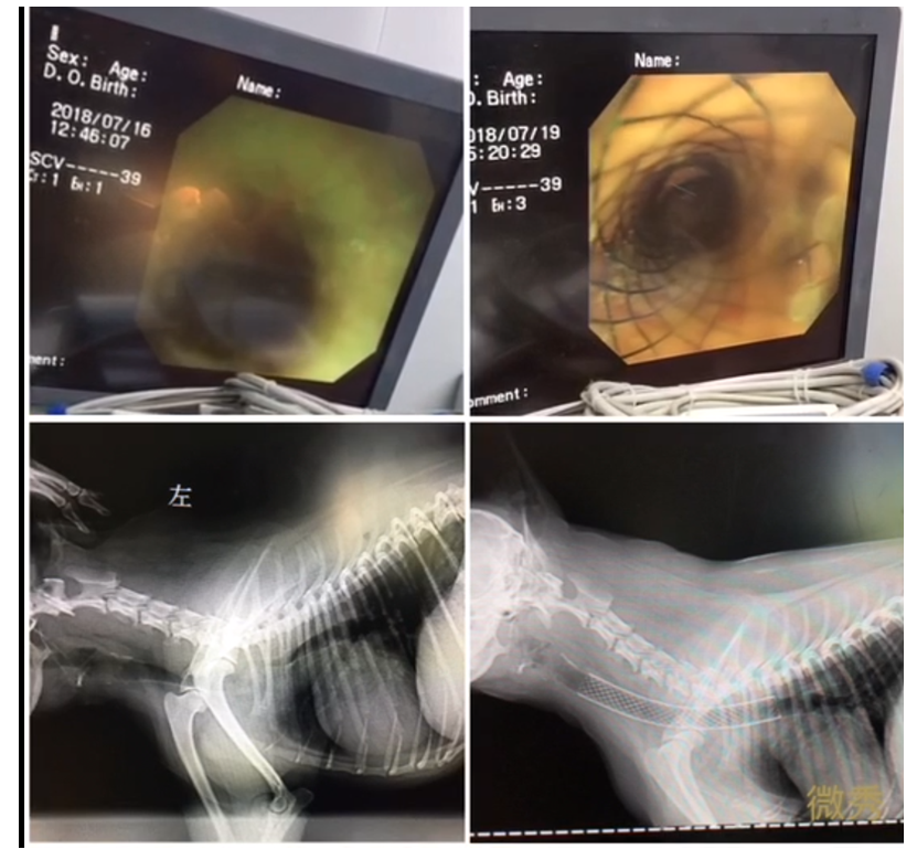 一例博美犬气管塌陷安置气管支架
