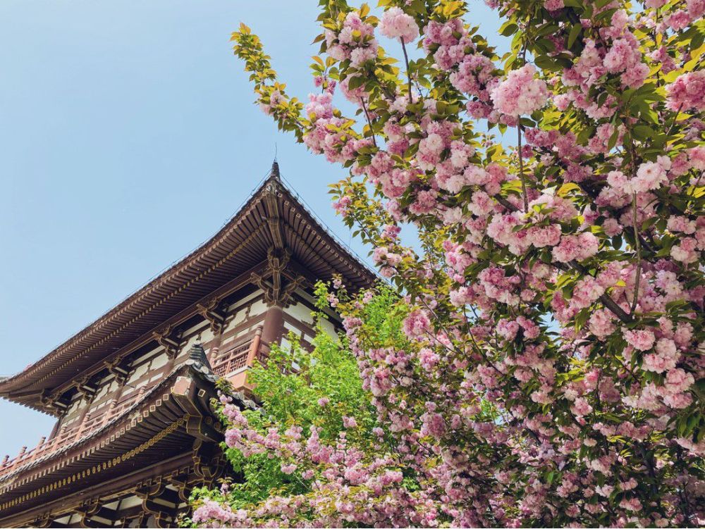 青龙寺遗址景区樱花盛开.新华社记者吴鸿波摄