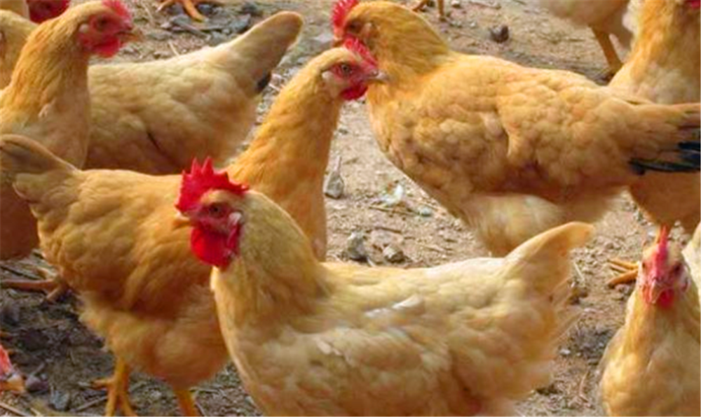 是外来品种;一种是黄羽肉鸡,民间叫法是三黄鸡,以本地品种为主,快速型