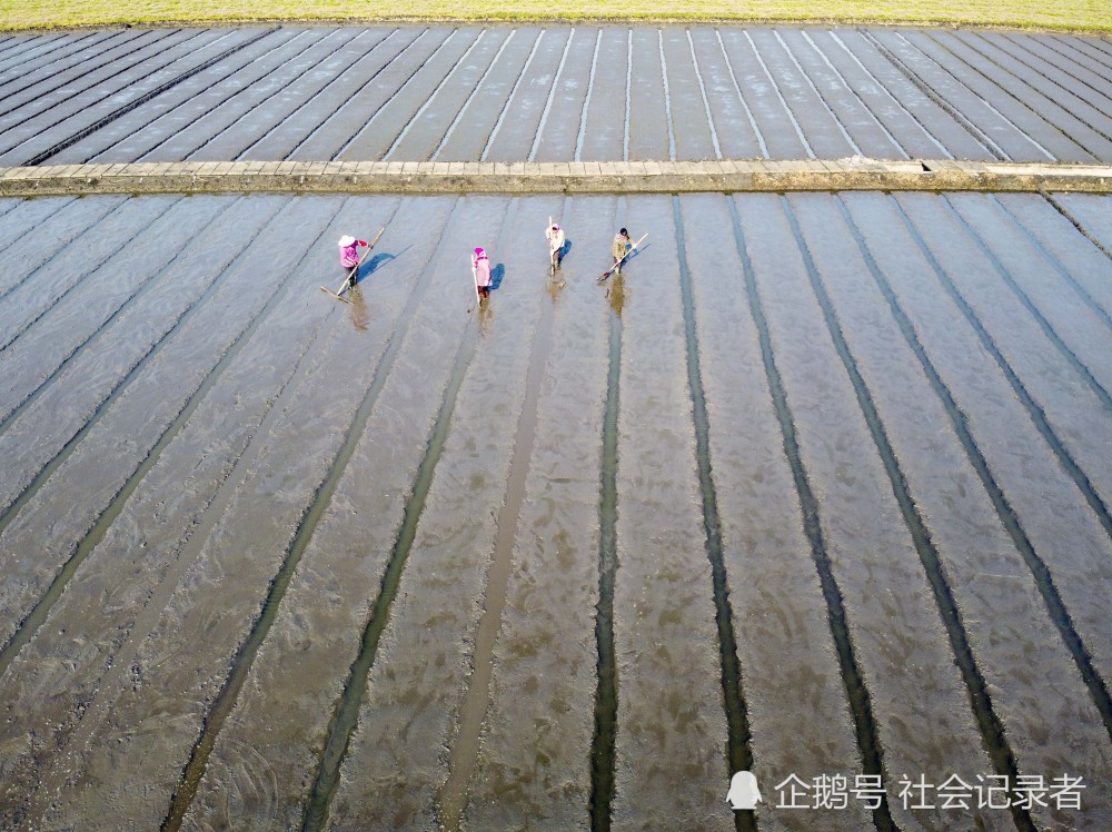 村民正在制作培育水稻秧苗的苗床,为五月初落谷做准备.