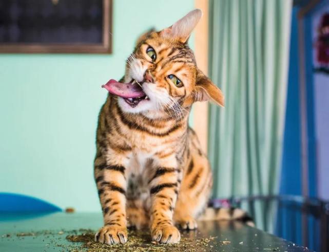 各位铲屎官,今日份沙雕科普开始: 猫界天敌有哪些!
