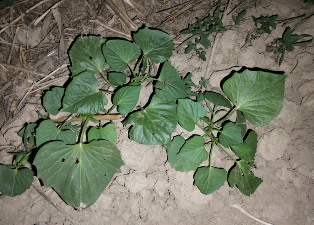 1000