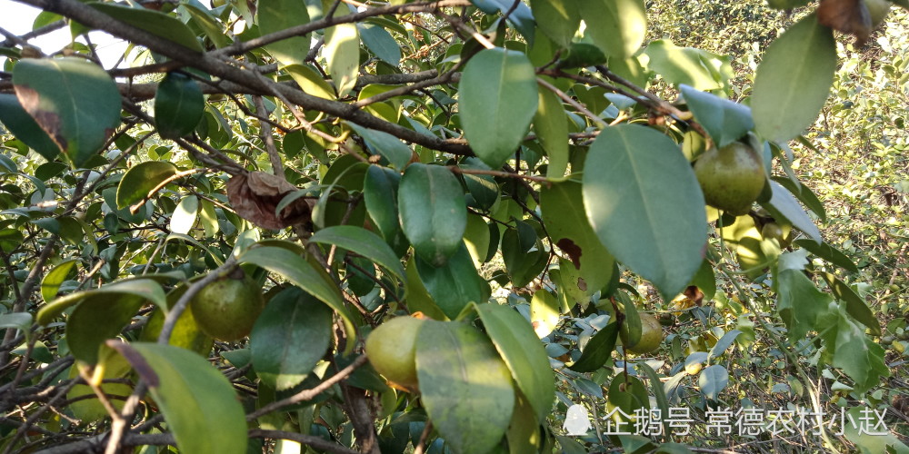 农村种植茶籽树,种植前景和风险