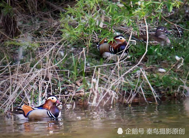 寻访秦岭山中原始居民活化石偶遇野鸳鸯