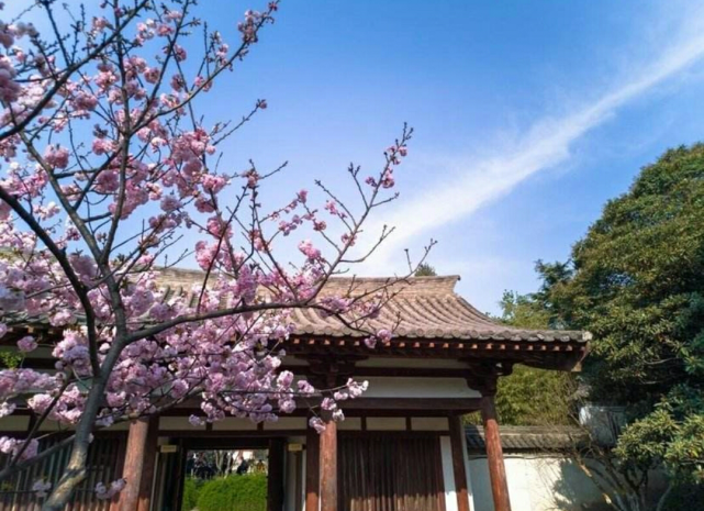 青龙寺樱花的"前世今生":西安青龙寺为何遍植樱花?