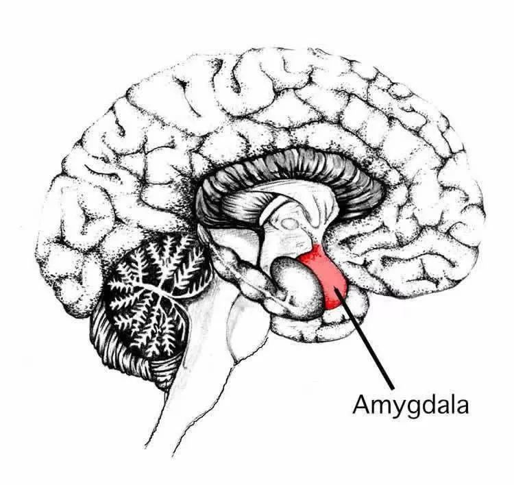 大脑中的杏仁核(图源:neuroscience news)