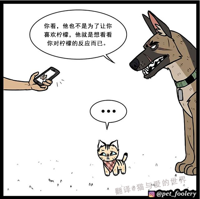 当温室小萌猫遇到天津大狼狗相声般的戏剧生活开始了