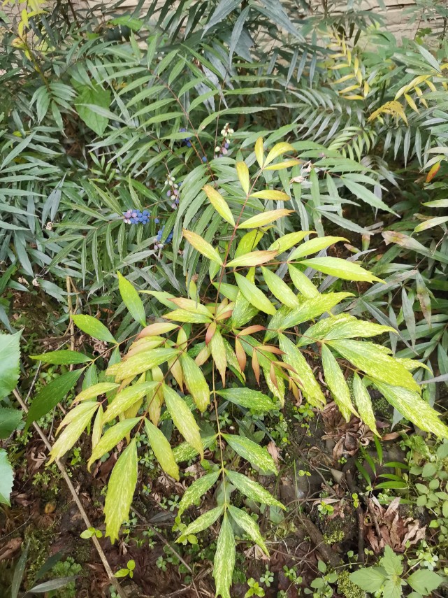 峨眉山野生药材系列——十大功劳