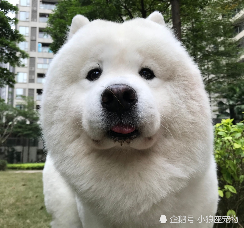 可爱的萨摩耶犬,美容师剪毛失手令它秒变大叔