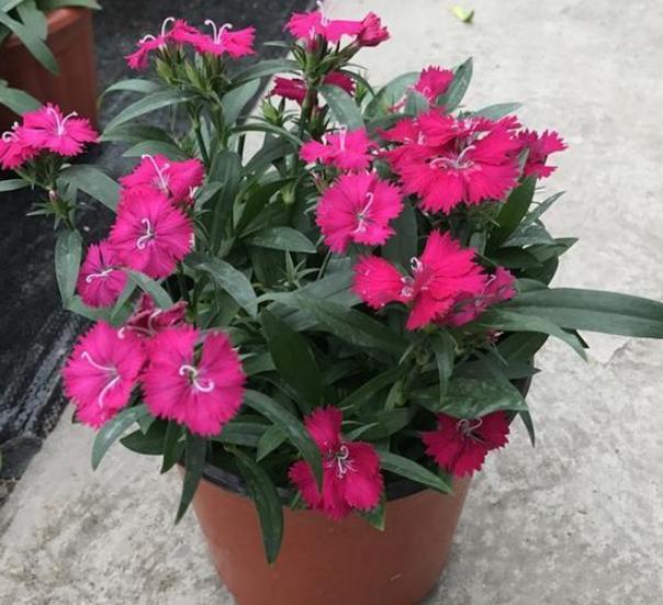 赏花就盆栽石竹花,花色丰富,花期长,株型优美,个头