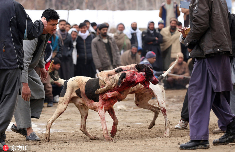 阿富汗举行每周斗狗赛场面残暴血腥