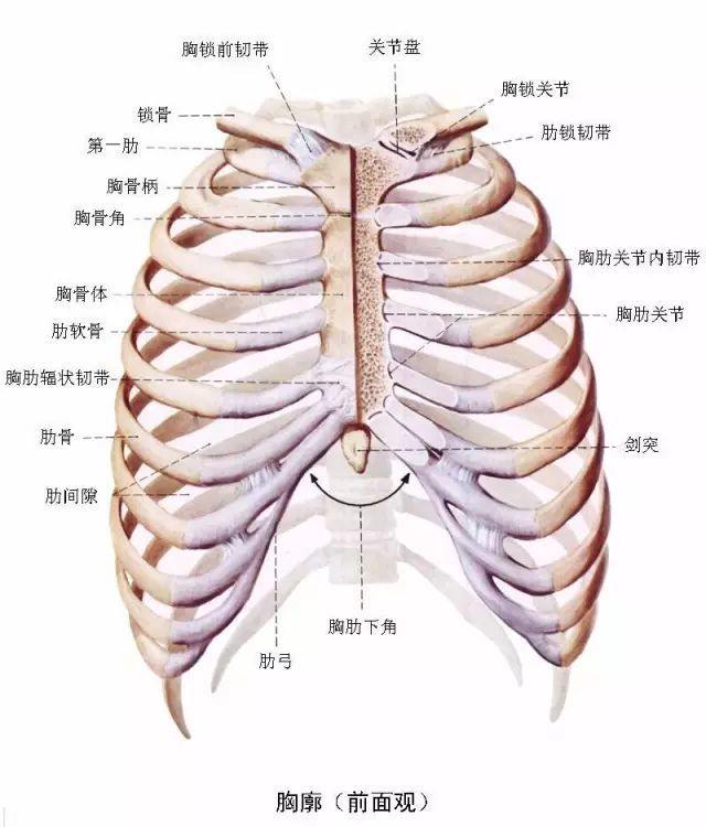 4,呼吸过程中没有胸廓向两侧维度变化,呼吸变浅.