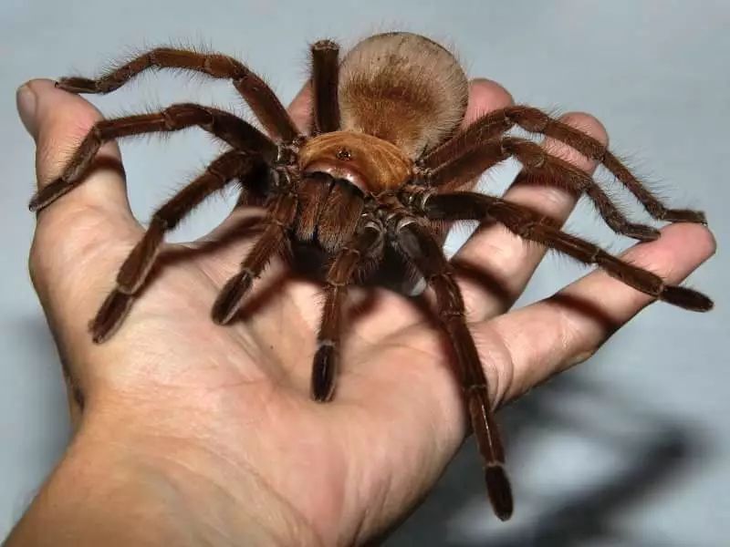 它是体型最大的蜘蛛,同时也是视力最差的蜘蛛,还拥有一项超能力
