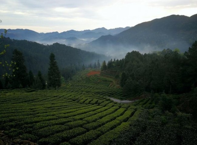 重庆秀山:有种茶叶皇帝都饮用