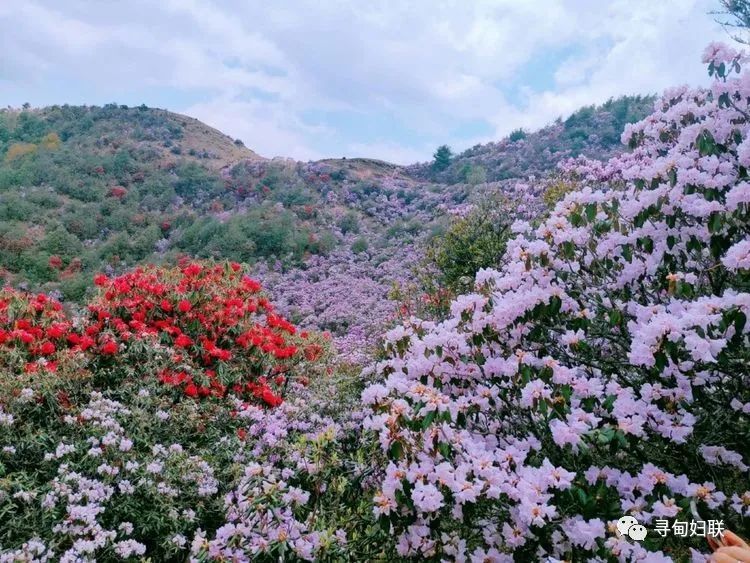 寻甸—马樱花开,等你来