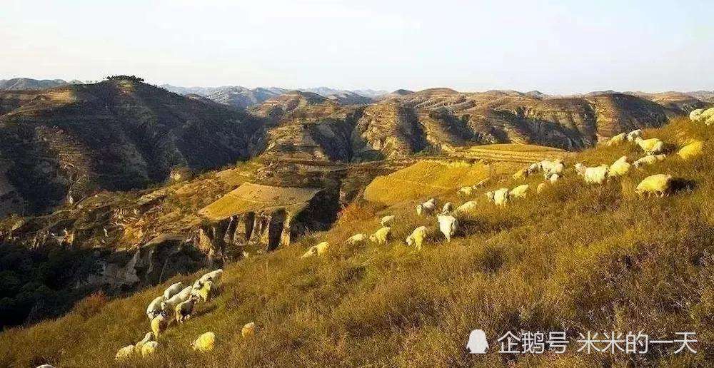 陕北黄土高坡上的最后一只羊
