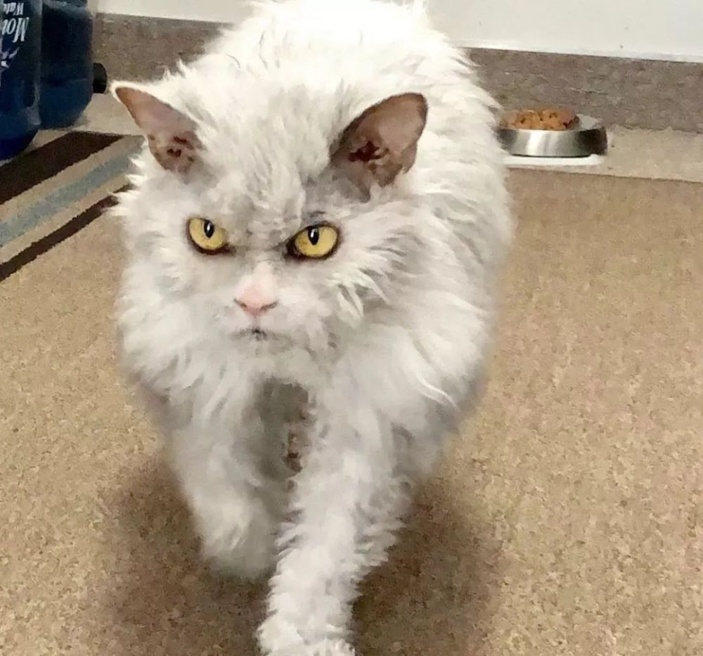 养一只一脸凶巴巴模样的猫主子是一种什么体验?