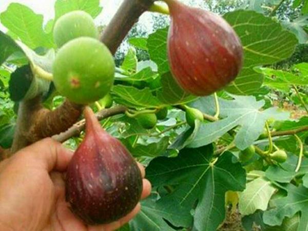 无花果树生长快,一个月就能抽枝发新芽,一个泡沫箱