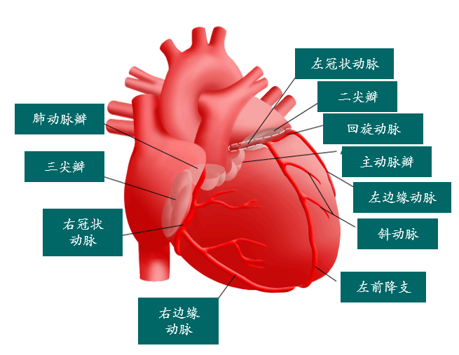 经皮冠状动脉介入治疗pci 来救命!