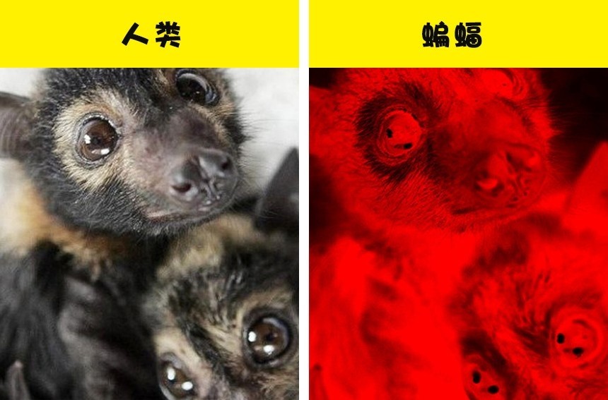 与人类相比,10种动物的眼中所看到的世界的样子