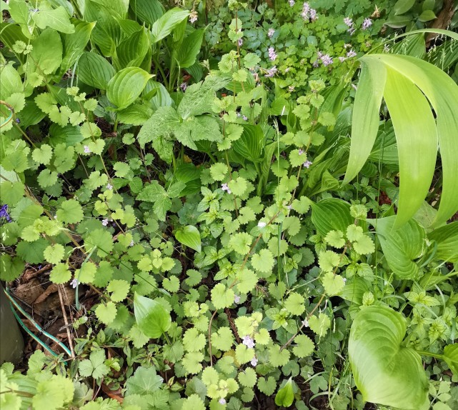 峨眉山野生药材系列—活血丹