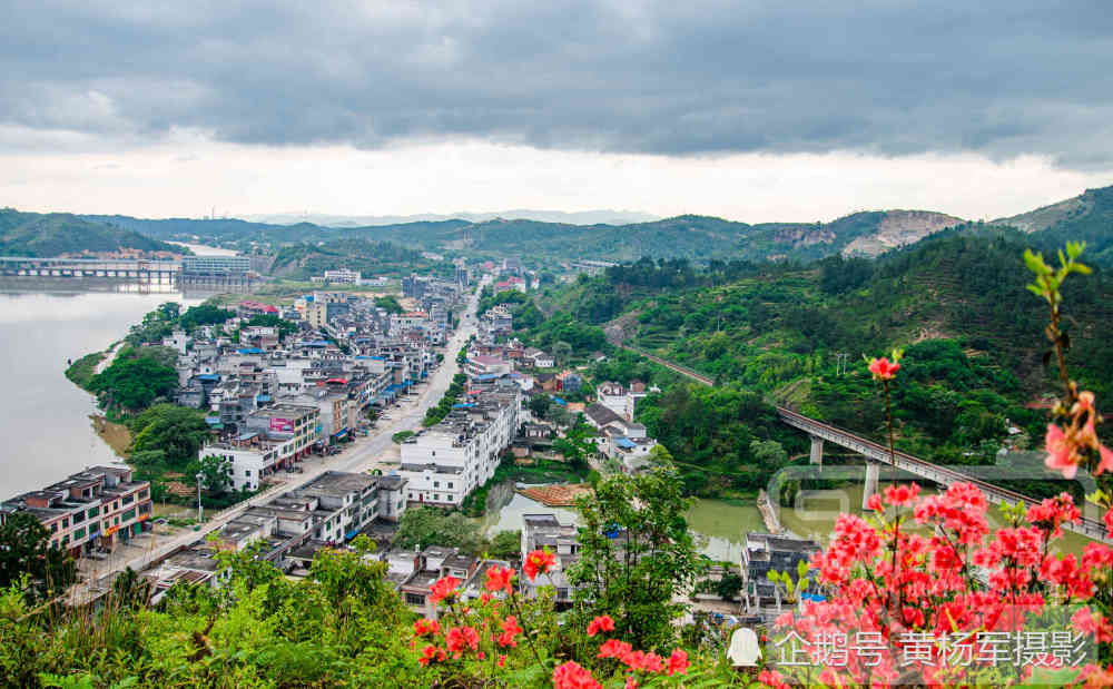 赣州于都县峡山村,山间映山红娇艳绽放,熟悉的故乡