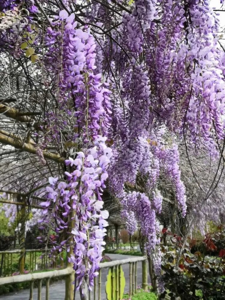 崇明紫藤花海,你知道在哪里吗?