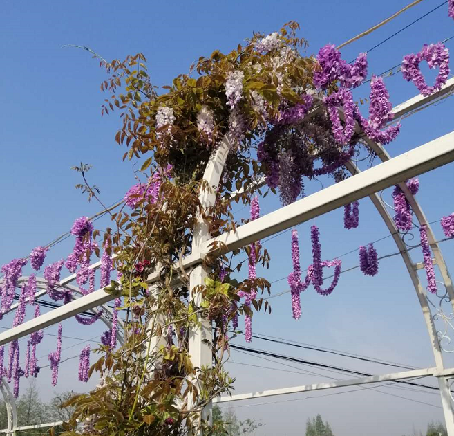 地址:崇明区堡镇财贸村石桥777号 紫藤花缠绕在廊架上,与紫色的花环