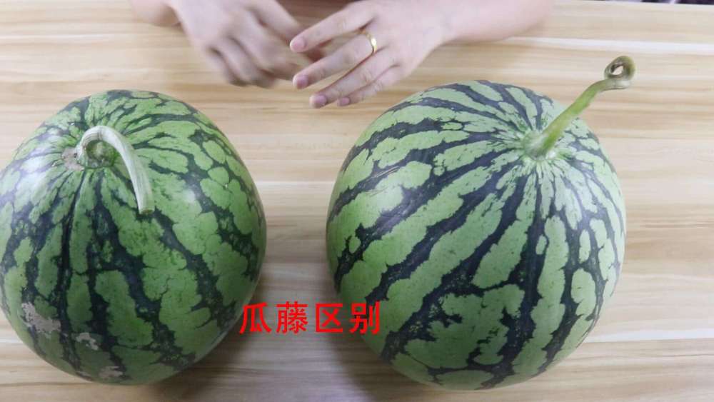 挑西瓜时,别只会拍了,老果农告诉你这3个小技巧,一挑一个准