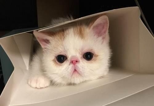 猫掉眼泪有什么征兆
