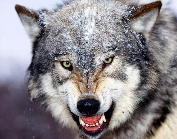 心理学:第一眼哪只狼的眼神最凶猛?测你今生能否飞黄